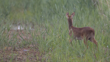 Water deer, Vampire Deer, elk, Hydropotes inermis, 고라니, 수컷