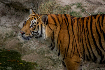 Majestic and beautiful tiger contemplating its surroundings
