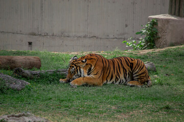 Muscular tiger feeding under the shade of a cloudy day