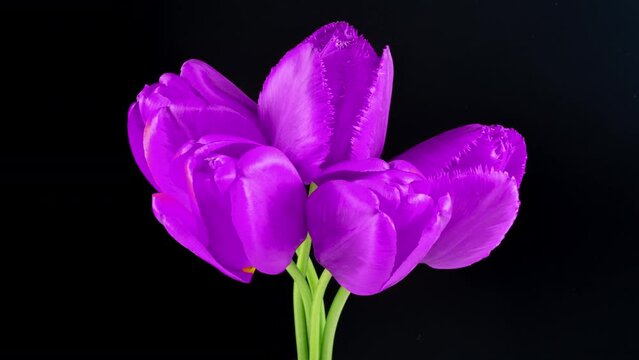 Beautiful bouquet of blue, purple tulips on a black background. Timelapse of blue,purple tulip flowers opening. Springtime. Mother's day, Holiday, Love, birthday, Easter background