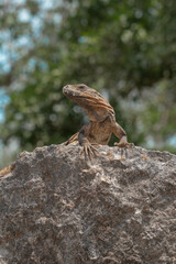 lizard in the archaeological zone of the pyramids of Chichen Itza in Mexico