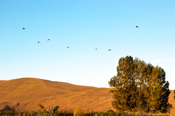 A flock of birds fly over a field with a tree in the foreground. with copy space