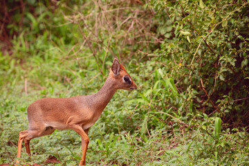 Gunthers Dikdik smallest antelope Serengeti, Maniara Tanzania. Africa travel concept