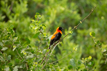 Red Bishop Bird Euplectes orix in Africa Maniara national park. Africa travel and ornitology save nature concept.
