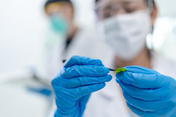 medicine experiment and chemical biology study in science laboratory research, scientist testing part green plant on scientific glasses in chemistry technology, nature leaf in medicals biotechnology