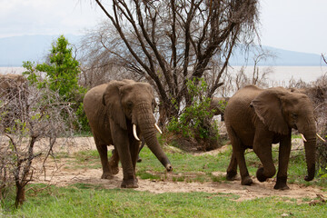 Fototapeta na wymiar Big Elephants and baby walking through Maniara National Park