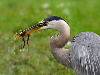 Great Blue Heron holding a frog  in its beak, closeup portrait 