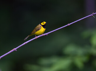 Hooded Warbler portrait on green background