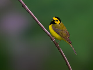 Hooded Warbler portrait on green background