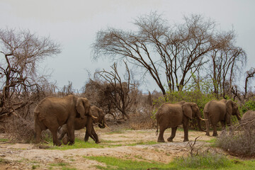 Naklejka premium Big Elephants and baby walking through Maniara National Park