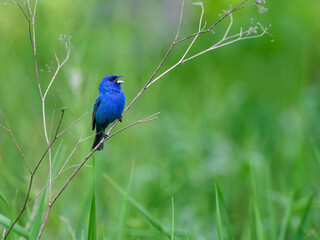 Indigo Bunting  portrait on green background