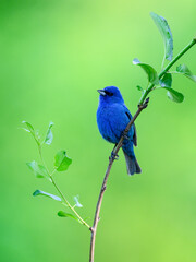 Indigo Bunting on tree branch, portrait on green background