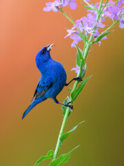 Indigo Bunting portrait on orange yellow background