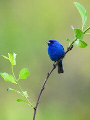 Indigo Bunting on tree branch, portrait on green background