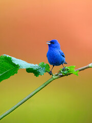 Indigo Bunting portrait on orange yellow background