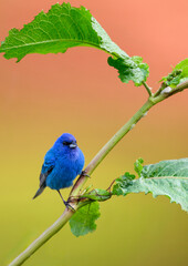Indigo Bunting portrait on orange yellow background