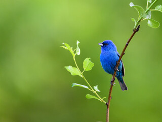 Indigo Bunting on tree branch, portrait on green background