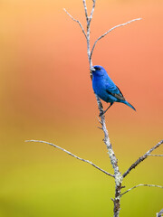 Indigo Bunting portrait on orange yellow background