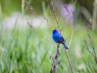 Obraz premium Indigo Bunting portrait on green background