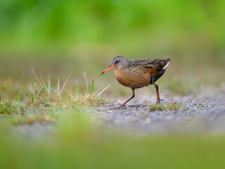 Virginia Rail foraging in Spring, closeup portrait
