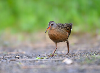 Virginia Rail foraging in Spring, closeup portrait
