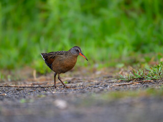 Virginia Rail foraging in Spring, closeup portrait