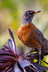 Orange American Robin on a purple cactus stalk in the garden in California