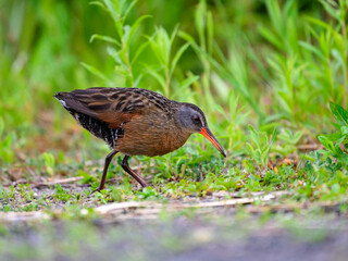 Virginia Rail foraging in Spring, closeup portrait