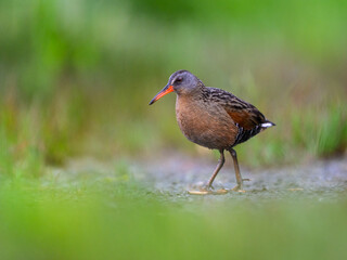 Virginia Rail foraging in Spring, closeup portrait