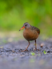 Virginia Rail foraging in Spring, closeup portrait