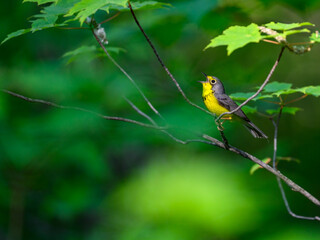 Canada Warbler perched on tree branch and singing against green background