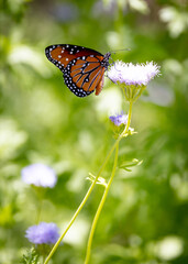 Orange Monarch butterfly on white and yellow wildflowers in Arizona