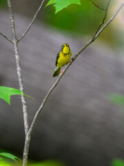 Canada Warbler perched on tree branch against gray background