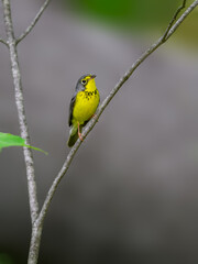 Canada Warbler perched on tree branch against green background