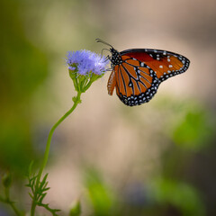 The colorful wings of a beautiful orange monarch butterfly on a purple flower in the garden.  