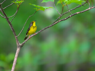 Canada Warbler perched on tree branch against green background