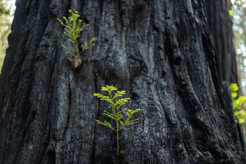 Rebirth of a Redwood tree in the forest after burning. After the fire in the Big Bassin State Park, Northern California
