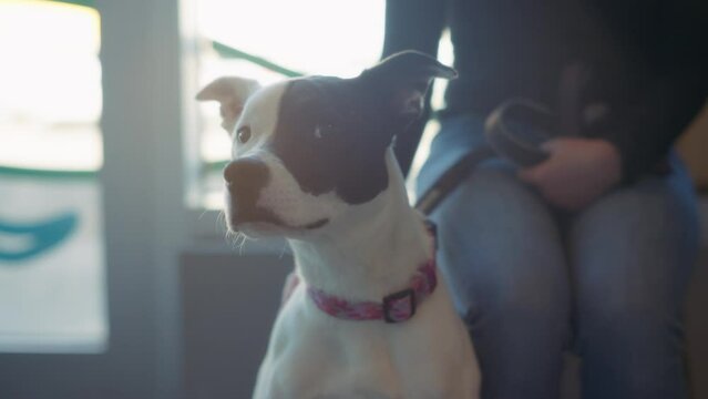 Black and white pit bull terrier waiting for a vet appointment net to its owner. Slow motion, close up. 