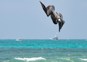 The amazing Pelican flying over the water.