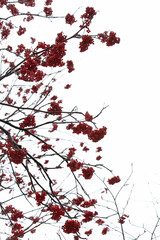 vue d'en dessous de branches d'arbre aux baies rouges aux extrémités lors d'une journée ennuagée