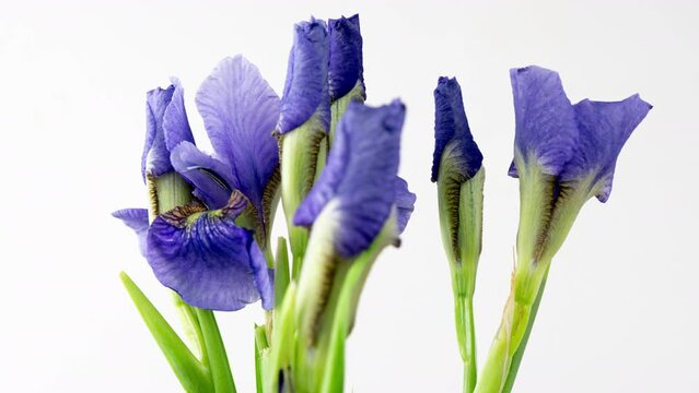 Time-lapse of growing blue, purple bouquet of irises flower. Spring flowers irises blooming on white background. Macro, 4k. Concept: easter, spring, Love, birthday, valentine's day, holidays