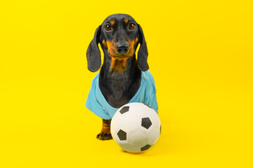 Dog is football fan, player with soccer ball in blue uniform on yellow background carefully looks. Active sports group games for children. Puppy training, physical development, handling, obedience 