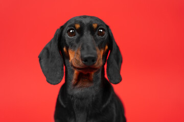 Portrait of a dachshund dog with surprised eyes wide open on a red background. Silly-looking puppy...