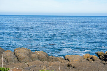 Part of a gray whale can be seen from the Oregon coast of the Pacific Ocean, USA.