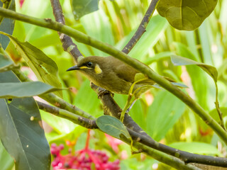 Cryptic Honeyeater in Queensland, Australia