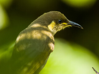 Cryptic Honeyeater in Queensland, Australia