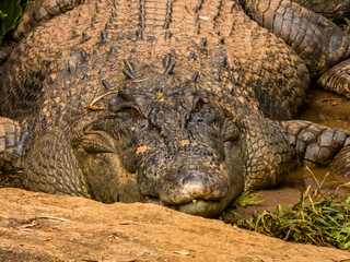 Estuarine Crocodile in Queensland, Australia