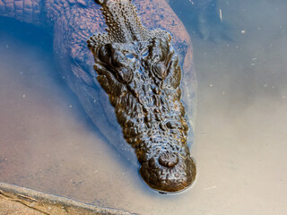 Estuarine Crocodile in Queensland, Australia