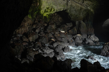 Sea Lion Caves in Florence, Oregon, USA.