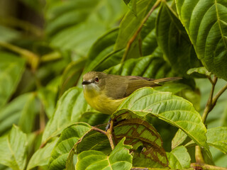 Fairy Gerygone in Queensland, Australia